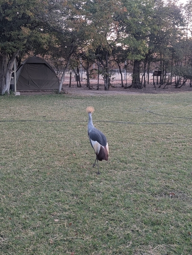 South African Crowned Crane