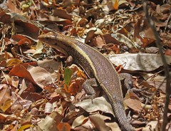 Zonosaurus laticaudatus
