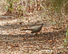 Coua ruficeps