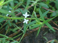 Diodia