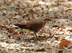 Mesitornis variegatus