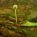 Potamogeton alpinus - Photo (c) Biopix，保留部份權利CC BY-NC