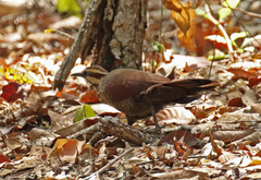 Mesitornis variegatus