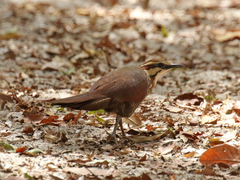 Mesitornis variegatus