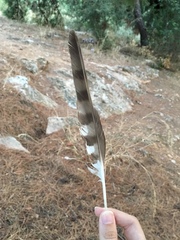 Accipiter nisus