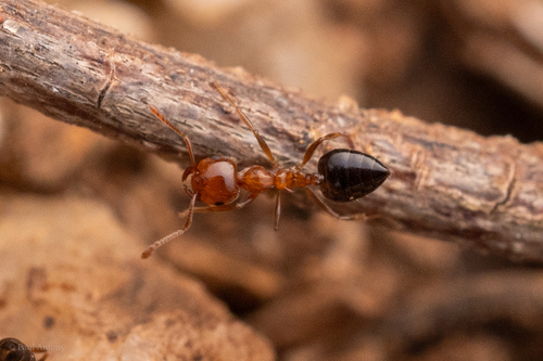 印度举腹蚁Crematogaster contemta