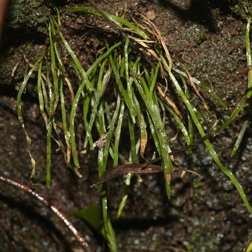 Microschizaea rupestris, 2025-08-10