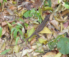 Furcifer
