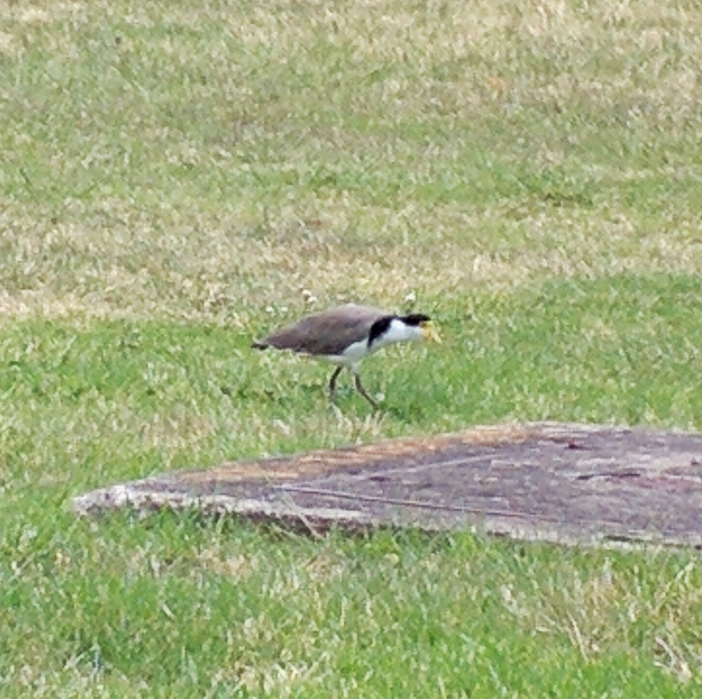 Masked Lapwing