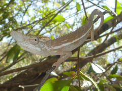 Furcifer rhinoceratus