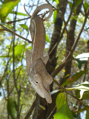 Furcifer rhinoceratus