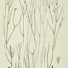 Potamogeton trichoides - Photo Flora Danica Georg Christian Oeder e.a. (1761-1888), ei tunnettuja tekijänoikeusrajoituksia (Tekijänoikeudeton)
