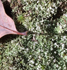 Cladonia apodocarpa