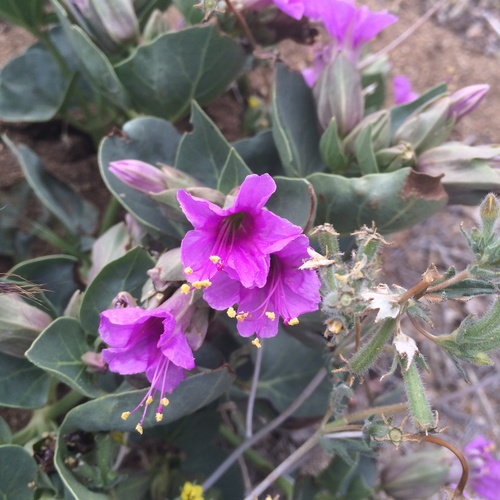 iNaturalist observation photo of Colorado Four o'Clock