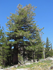 Pinus monticola
