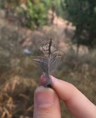 Otus scops