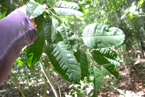 Heisteria acuminata (Heisteria acuminata)