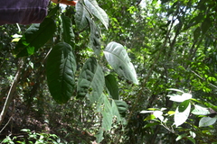 Heisteria acuminata