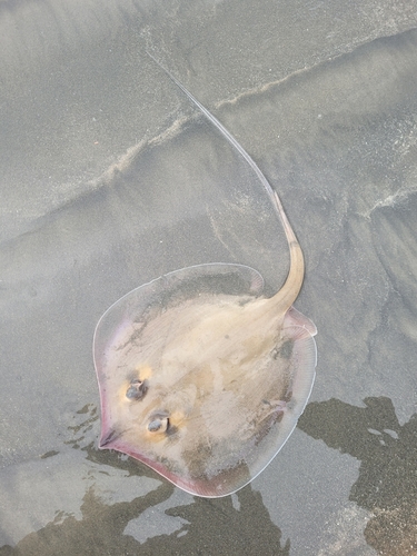 Pearl stingray (Fontitrygon margaritella) — Dasyatidae — 3