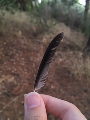 Garrulus glandarius graecus