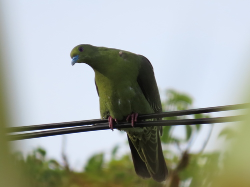 Whistling Green Pigeon (Treron formosae), photo 6