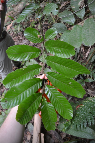 Cupania latifolia image