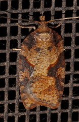 Acleris maccana