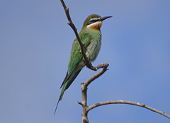 Merops superciliosus