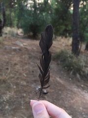 Turdus merula aterrimus
