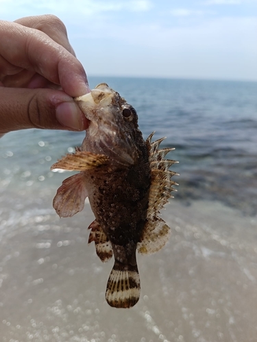 Scorpaena porcus