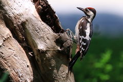 Dendrocopos syriacus