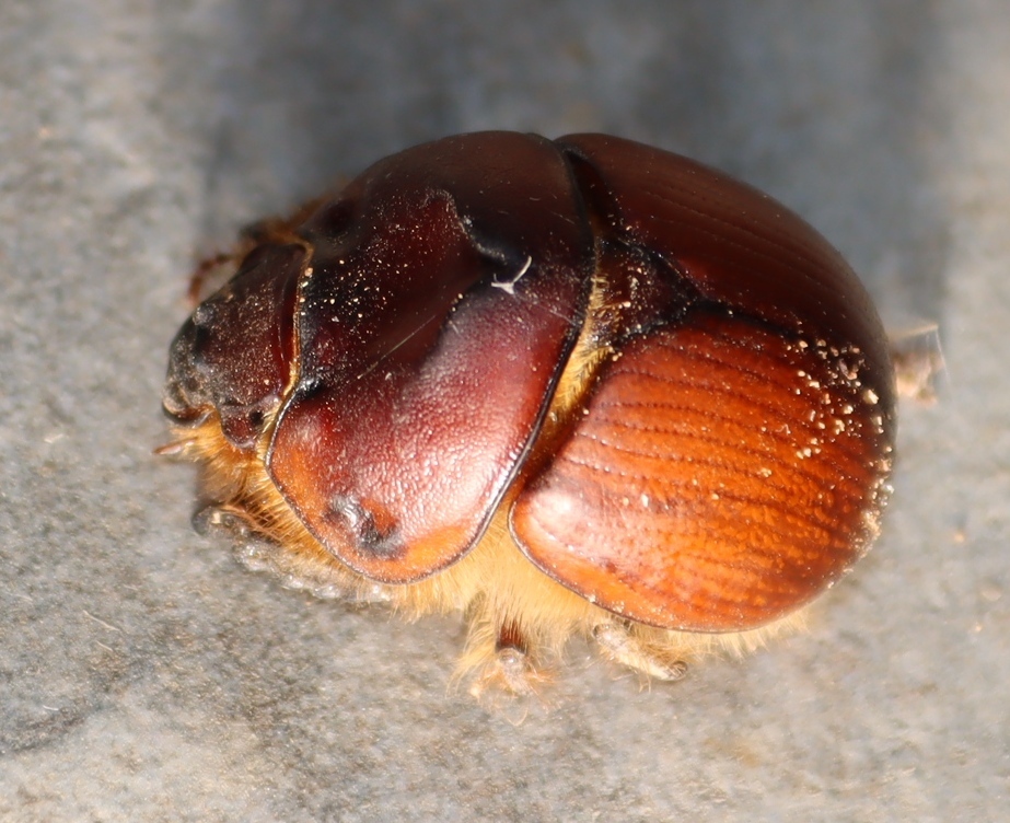 Bolboceratex holmi