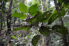 Myriocarpa