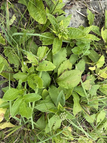 Saussurea acuminata iNat (1)