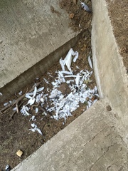 Columba livia domestica