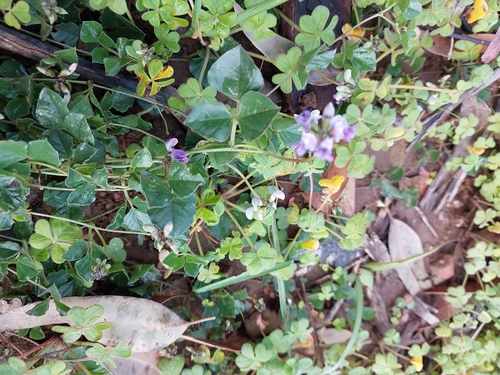 Cape Butterflypea (Dolichos decumbens)