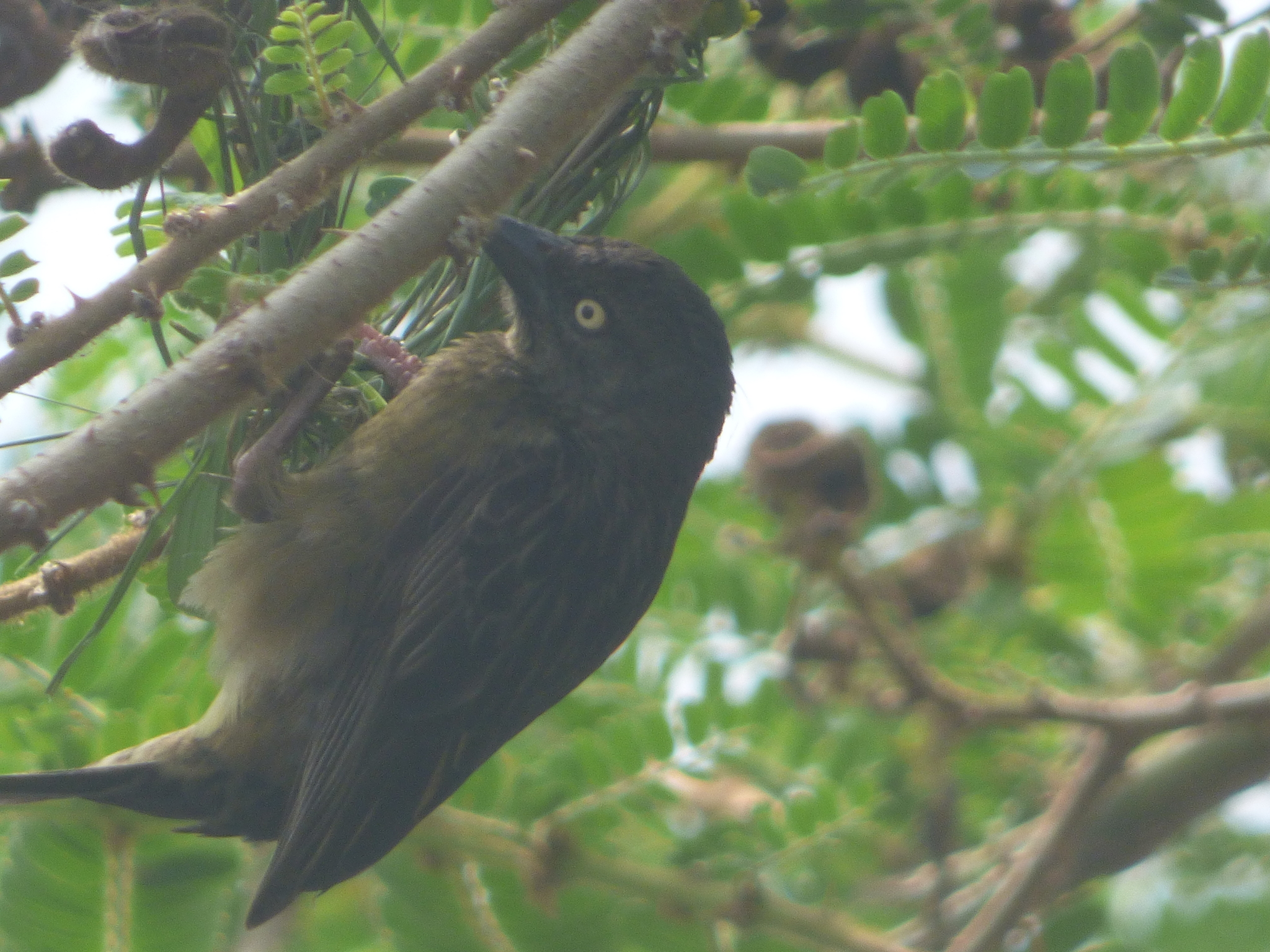 Vieillot's Black Weaver (Ploceus nigerrimus), photo 7