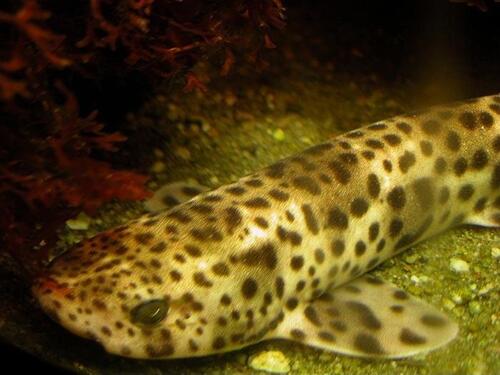 Nursehound, photo 7 of 8