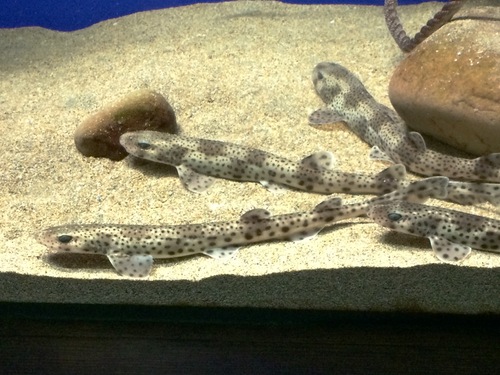 Nursehound, photo 8 of 8