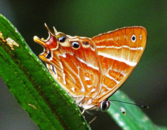 Saribia perroti
