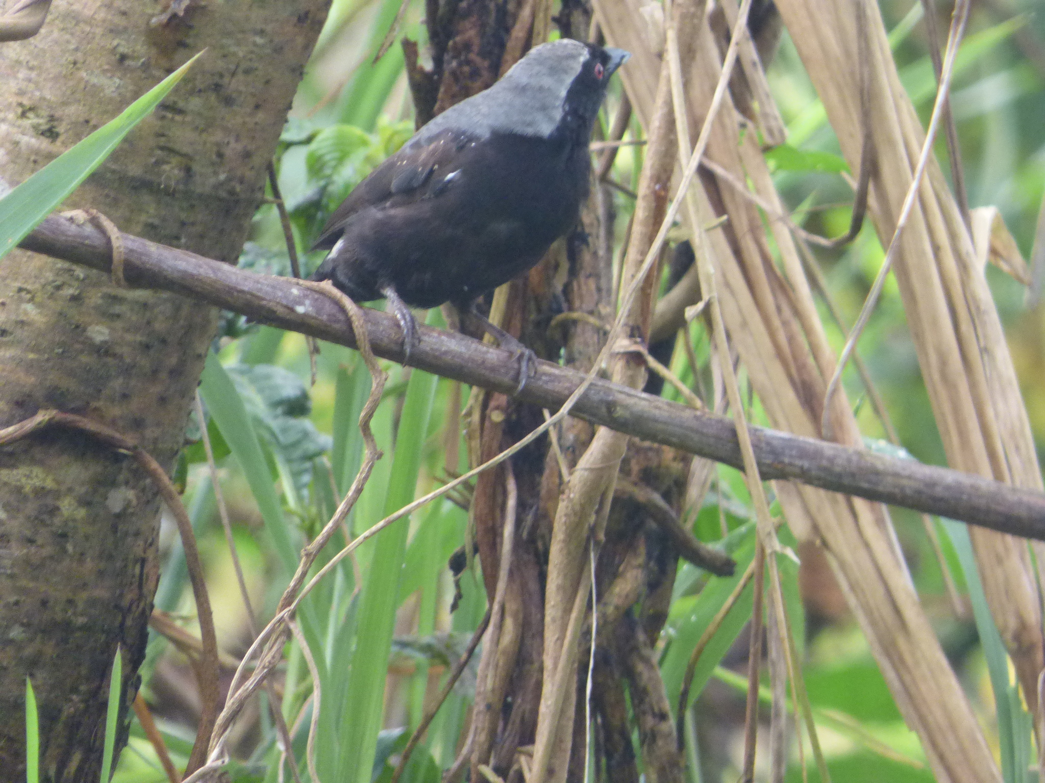Grey-headed Nigrita (Nigrita canicapillus), photo 4
