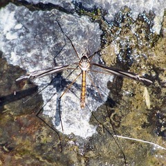 Tipula noveboracensis