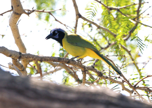 Green Jay