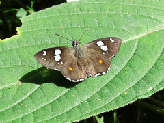 Celaenorrhinus humbloti
