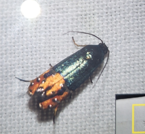 Lepidotarphius perornatella photo 4