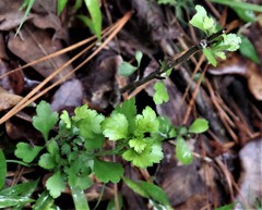 Crataegus spathulata