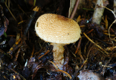 Cortinarius pholideus