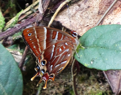 Saribia
