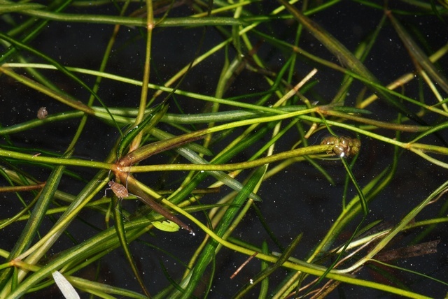 Potamogeton pusillus ssp. tenuissimus