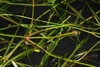 Small Pondweed - Photo (c) Biopix, some rights reserved (CC BY-NC)